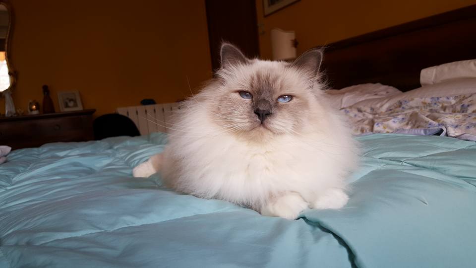  gatto sacro di birmania  blue point