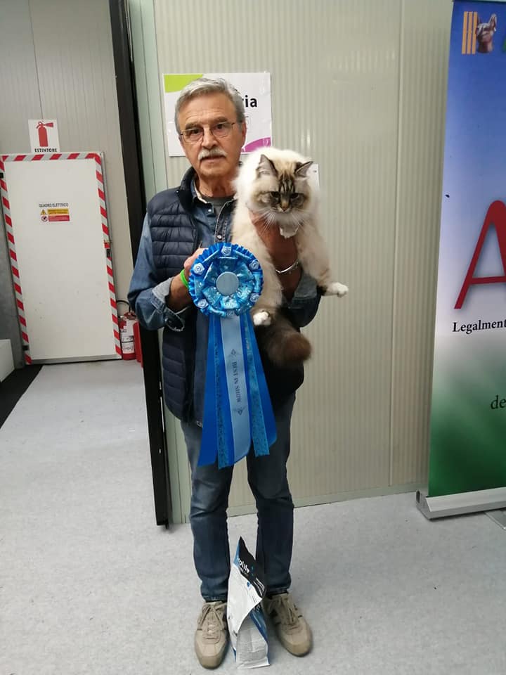 gatto sacro di birmania seal tabby