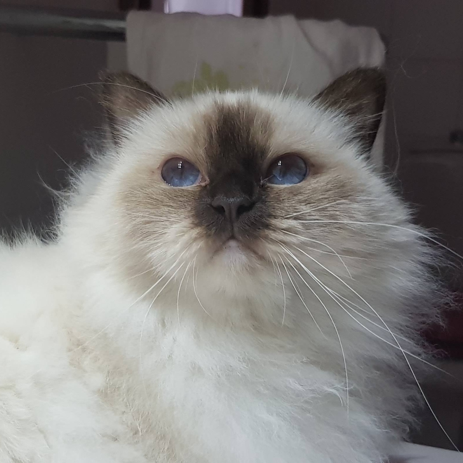 allevamento gatto sacro di birmania
