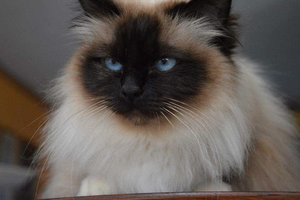  gatto sacro di birmania  seal point
