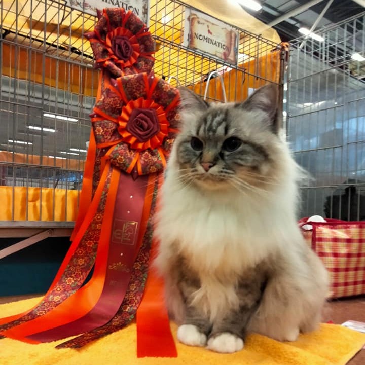 allevamento gatto sacro di birmania