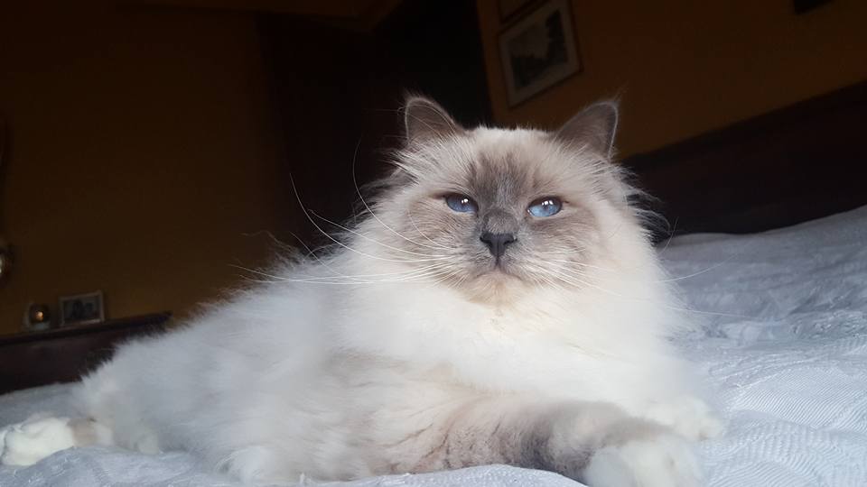  gatto sacro di birmania  blue point