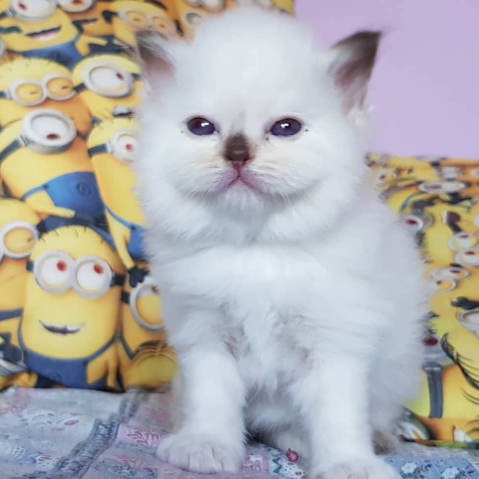 allevamento gatto sacro di birmania