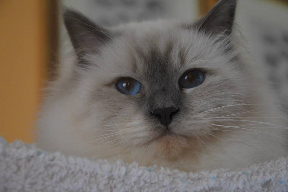 gatto sacro di birmania  blue point