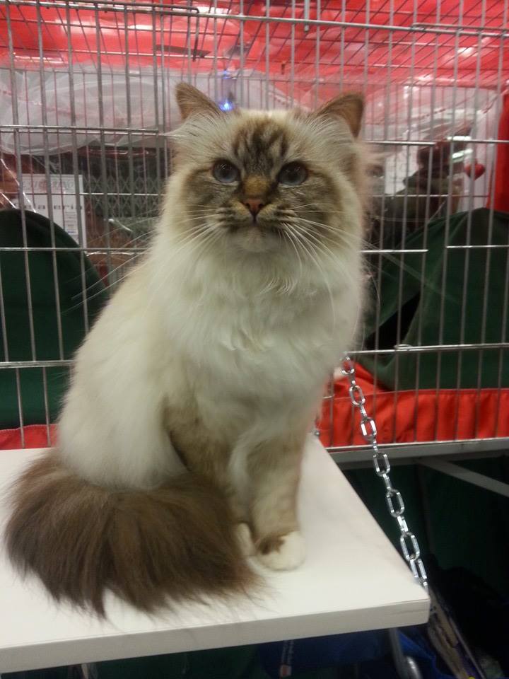 gatto sacro di birmania choolate tabby