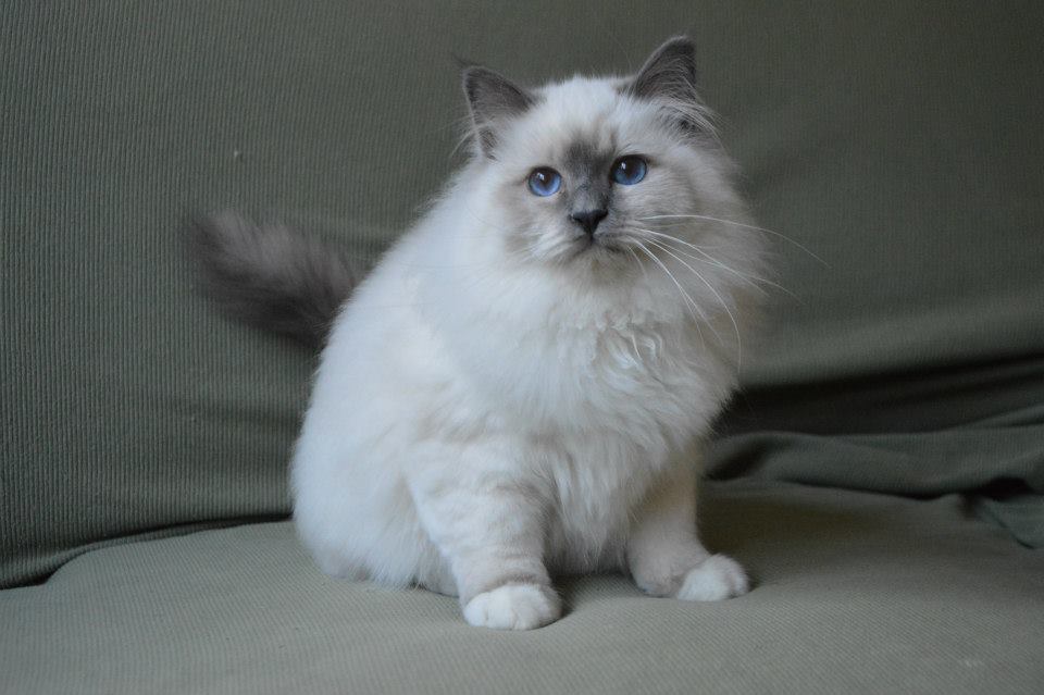 gatto sacro di birmania  blue point