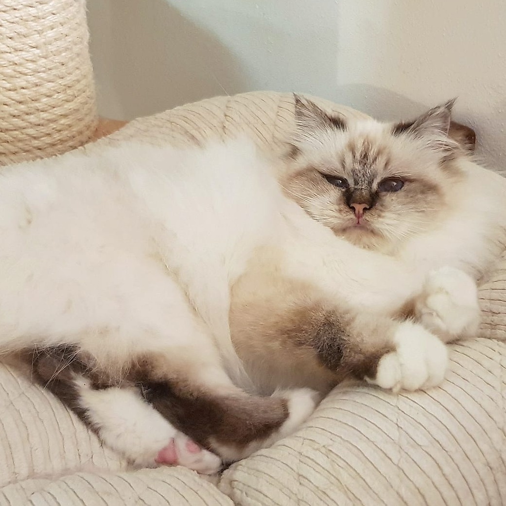 allevamento gatto sacro di birmania