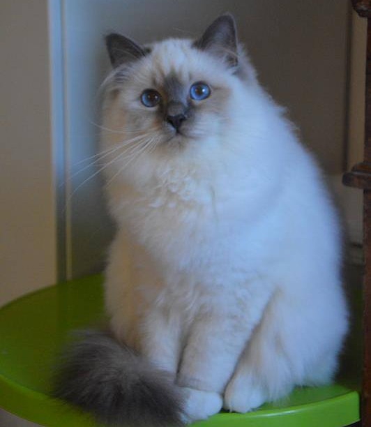  gatto sacro di birmania  blue point