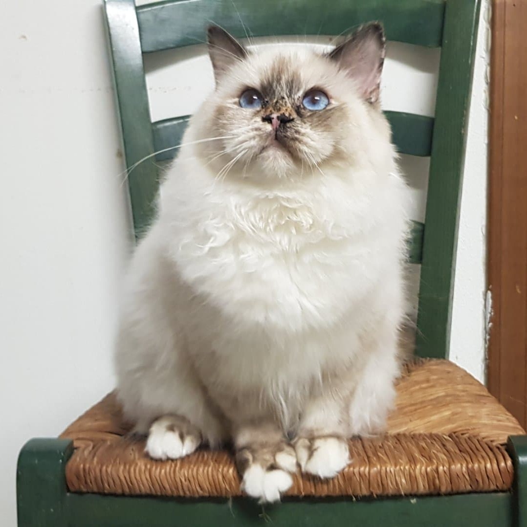 allevamento gatto sacro di birmania