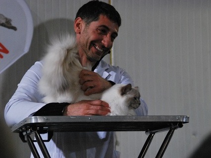 esposizioni allevamento gatto sacro di birmania