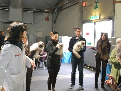 esposizioni allevamento gatto sacro di birmania