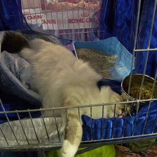 allevamento gatto sacro di birmania