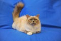3/4 di Luna Pamina - gatto sacro di birmania