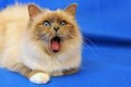 3/4 di Luna Pamina - gatto sacro di birmania