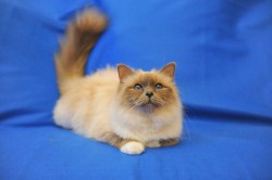 3/4 di Luna Pamina - gatto sacro di birmania blue point