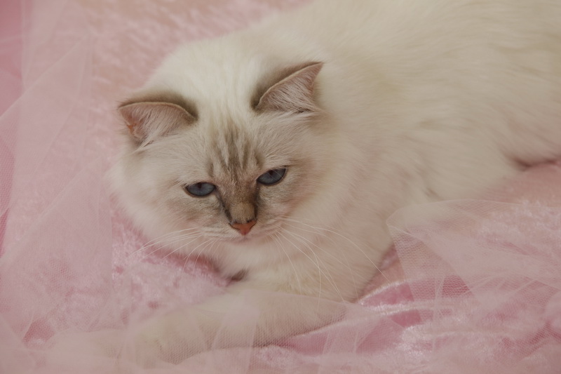 Kin-Narah Rathi ''Sissi'' - sacro di birmania lilac tabby