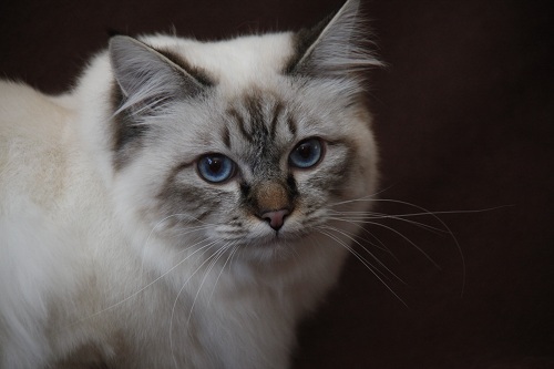 kin-narah shakespeare - sacro di birmania seal tabby