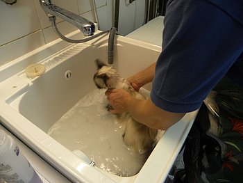 bagno del gatto sacro di birmania