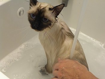 bagno del gatto sacro di birmania
