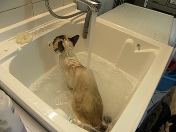 bagno del gatto sacro di birmania