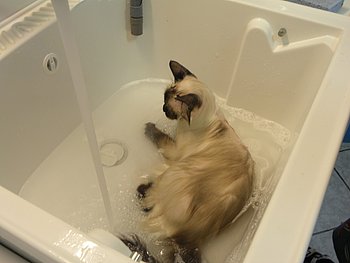 bagno del gatto sacro di birmania
