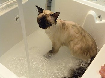 bagno del gatto sacro di birmania