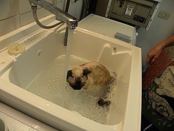 bagno del gatto sacro di birmania