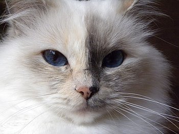 kin-narah rubella ballet - sacro di birmania blue tortie point