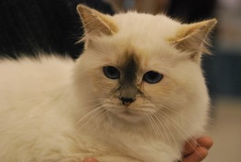 kin-narah shayndel fiby - sacro di birmania blue tortie point