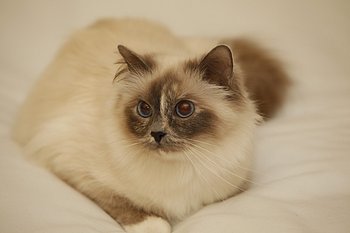 casafiore rumba - sacro di birmania blue tortie point