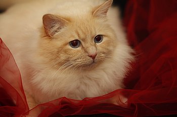 dorje ling lord hamilton - sacro di birmania cream point