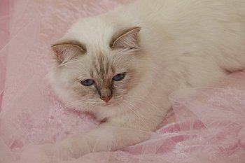 kin-narah rathi ''sissi'' - sacro di birmania lilac tabby