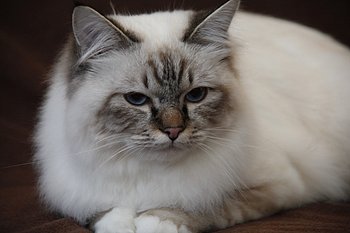 kin-narah shakespeare - sacro di birmania seal tabby