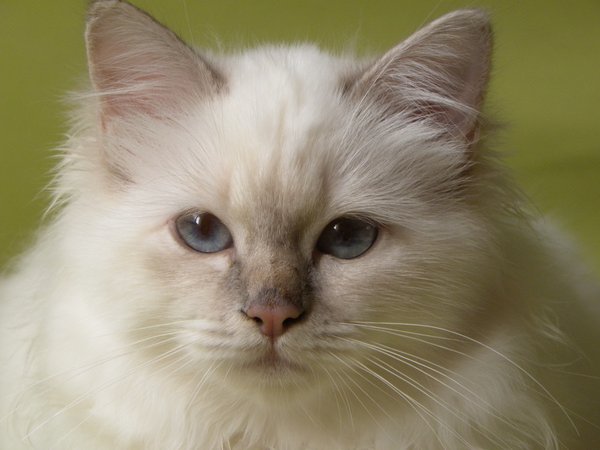 Kin-Narah Taiga - sacro di birmania lilac tabby
