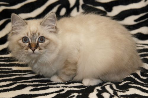 Kin-Narah Shakespare - sacro di birmania seal tabby