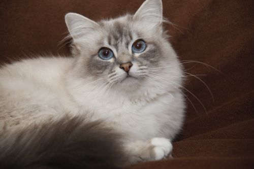 Dorje Ling Pin Up - sacro di birmania blue tabby