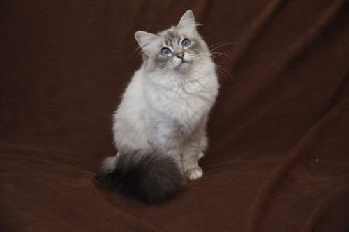 Dorje Ling Pin Up - sacro di birmania blue tabby