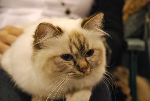 Kin-Narah Raijin - sacro di birmania chocolate tabby