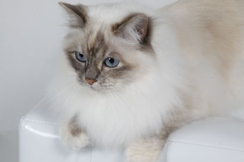 Dorje Ling Mithra_Arii ''margot'' - sacro di birmania blue tortie tabby