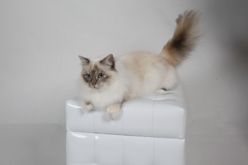 Dorje Ling Mithra_Arii ''margot'' - sacro di birmania blue tortie tabby