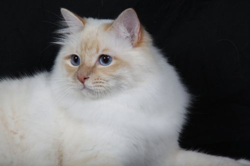 Dorje Ling Paride - sacro di birmania cream tabby