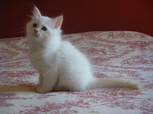 Dorje Ling Paride  - sacro di birmania cream tabby