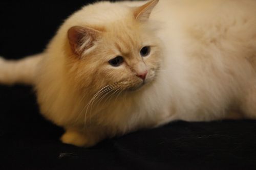 Dorje Ling Lord Hamilton ''Diddi'' - sacro di birmania cream point