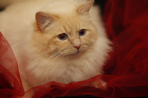 Dorje Ling Lord Hamilton ''Diddi'' - sacro di birmania cream point