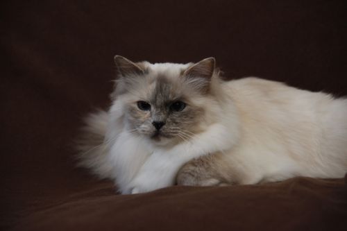Dorje Ling Indra_Arii - sacro di birmania blue tortie point