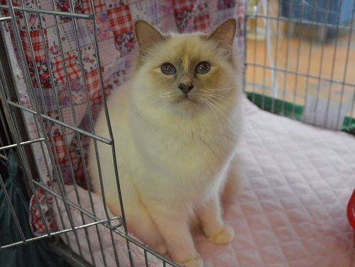Kin-narah Turandot - sacro di birmania lilac tortie point