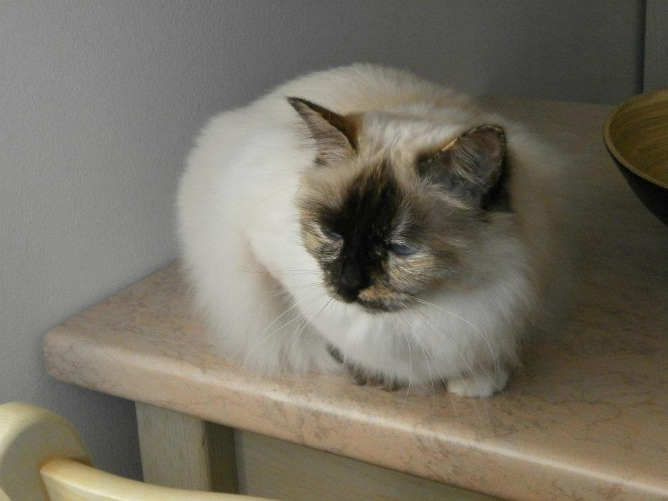 sacro di birmania seal tortie