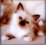 allevamento gatto sacro di birmania