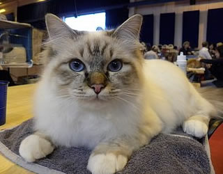 kin-narah shakespeare, sacro di birmania seal tabby, sull'asciugamano in attesa della toelettatura