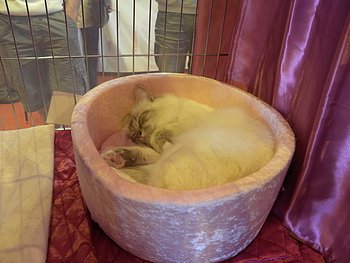 Kin-narah Rathi "Sissi", sacro di birmania lilac tabby in mostra